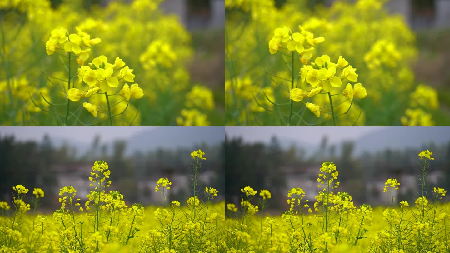 路边的油菜花