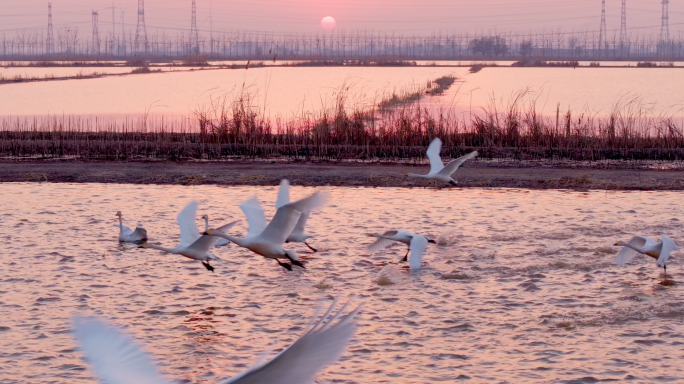 成群天鹅迁徙 天鹅湖夕阳余晖戏水起飞航拍