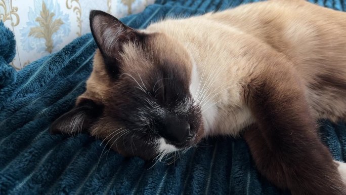 昏昏欲睡的泰国暹罗猫在床上打呼噜