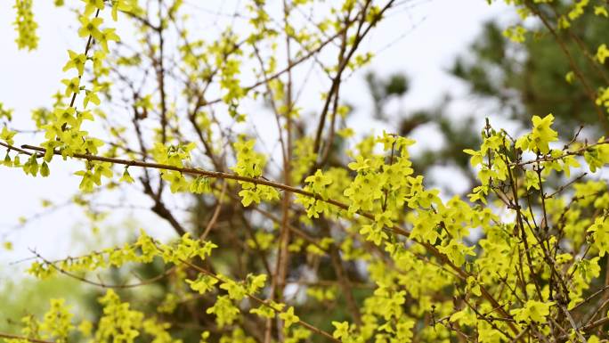 春天盛开的黄色迎春花花朵特写