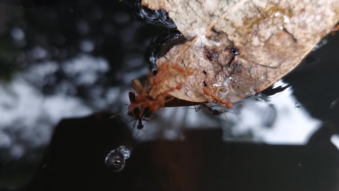 红蚂蚁依附在枯叶上逃跑而死。
