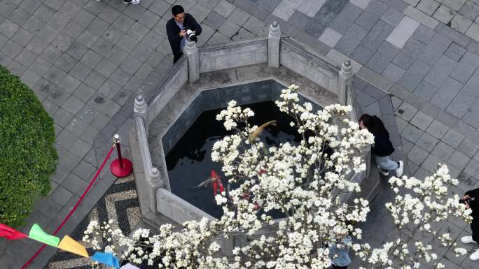 西安地标广仁寺寺庙红墙拱门山桃花春天航拍