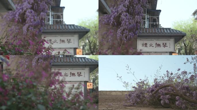 成都抚琴街道盛开的紫藤花