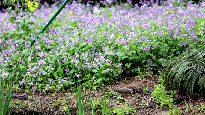 春天小鸟在紫色二月兰花海里觅食