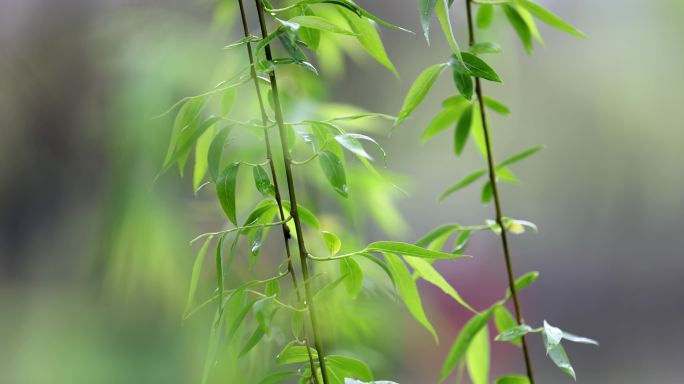 （慢镜）下雨天春风吹动湖边刚发芽的柳条