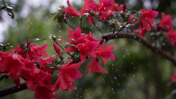 映山红雨露唯美空镜头