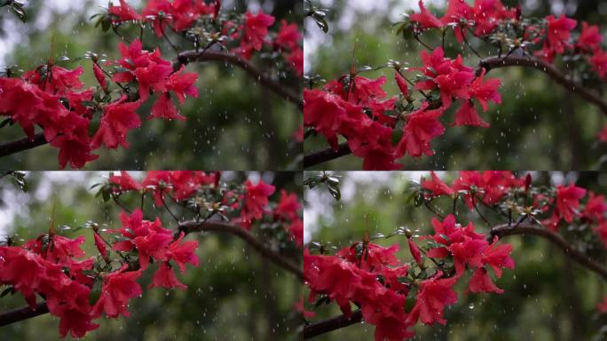 映山红雨露唯美空镜头