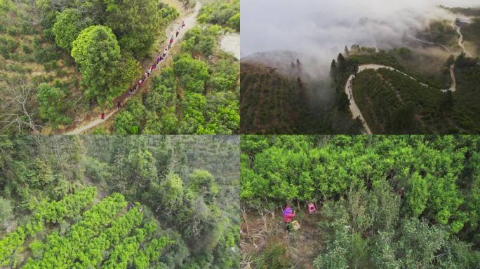 采茶女上山采茶 乌龙茶山采茶 茶农采茶