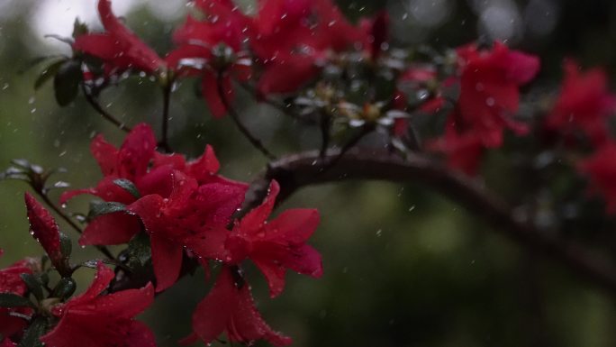 映山红雨露唯美空镜头