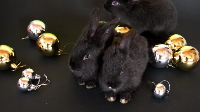 三只黑色的兔子坐在金色的圣诞玩具球中间，它们被隔离在黑色的背景上。兔子是东历2023年的象征。新年礼