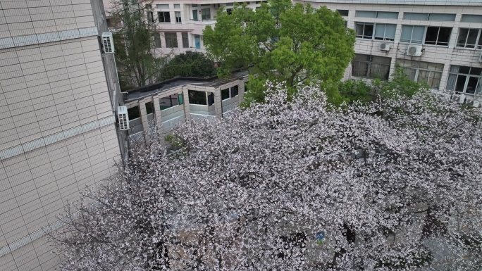 台州温岭三中樱花航拍