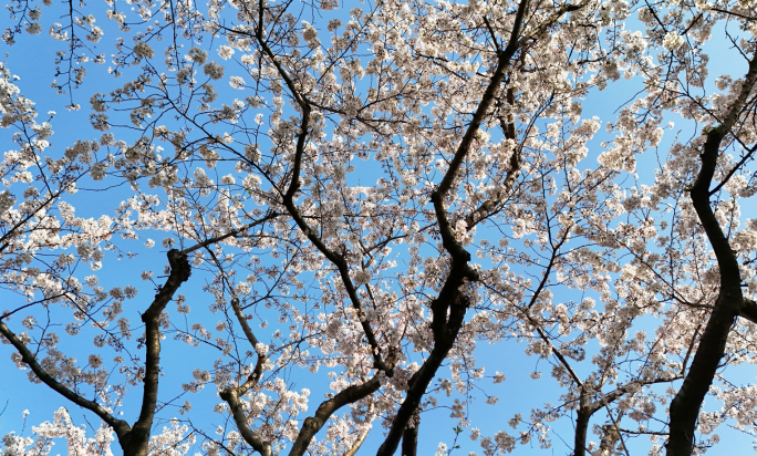 航拍唯美樱花上海樱花空镜头 陆家嘴樱花