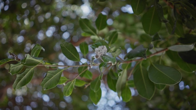 西班牙穆尔西亚，在充满活力的绿叶中，复杂的白色开心果扁豆花的特写。