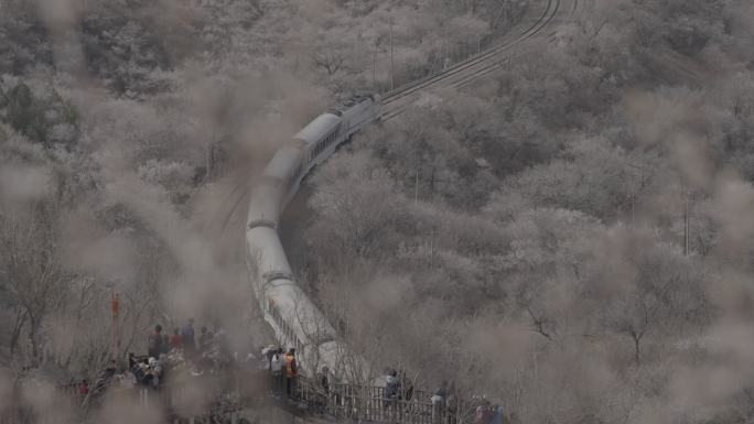 花海列车