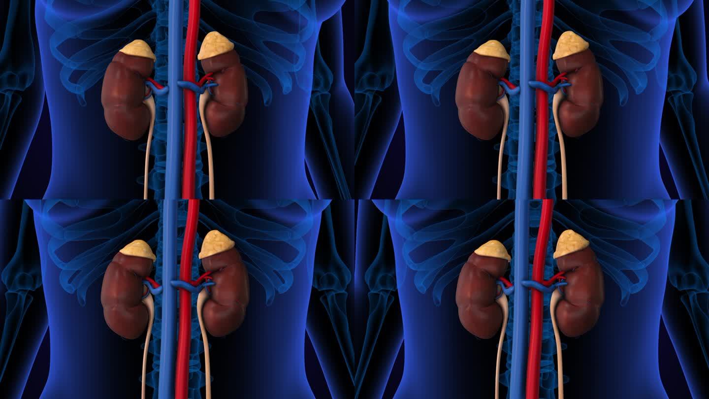 人体肾脏系统解剖学