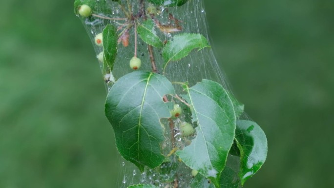 苹果树上的害虫。枝叶上有蜘蛛网和毛毛虫