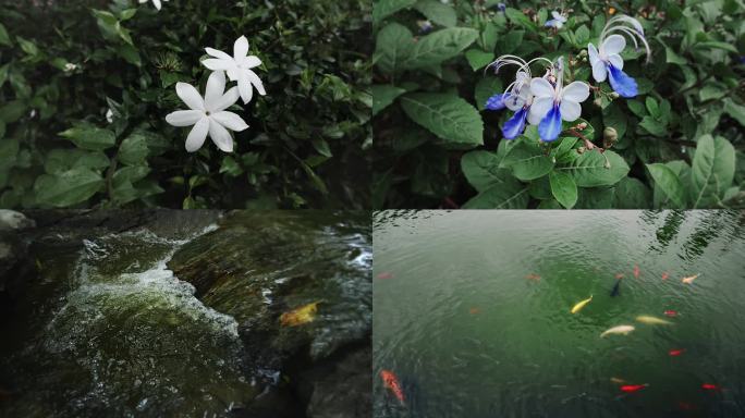 大自然春天鲜花阴天溪流流水池塘鱼