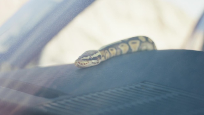 在镜头前，一条奇妙的蛇在一辆复古车里直视着镜头