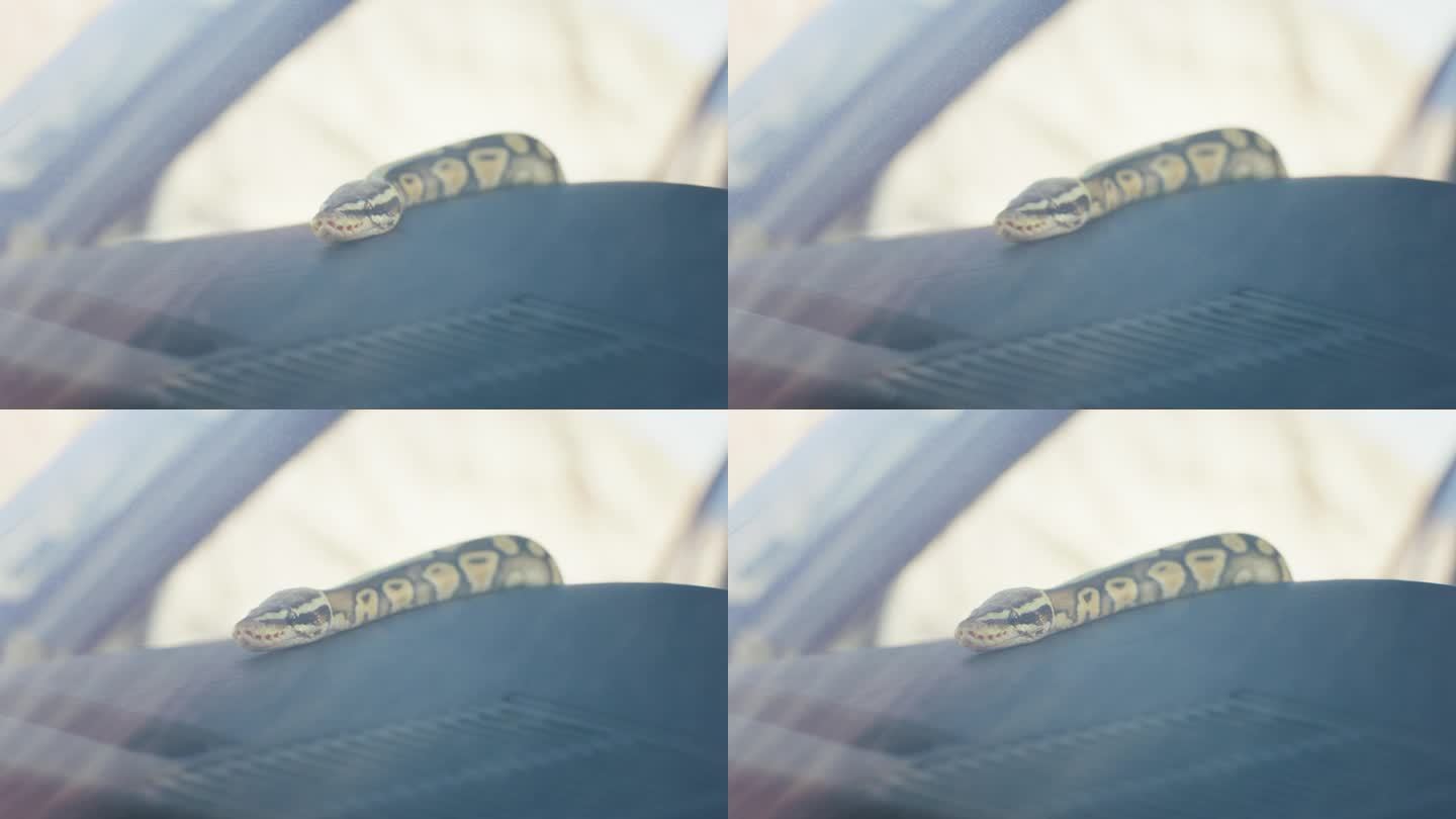 在镜头前，一条奇妙的蛇在一辆复古车里直视着镜头
