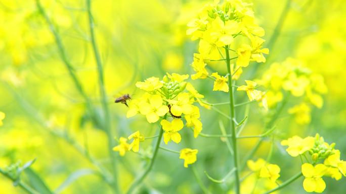 油菜花 蜜蜂 油菜花田 春天春暖花开唯美