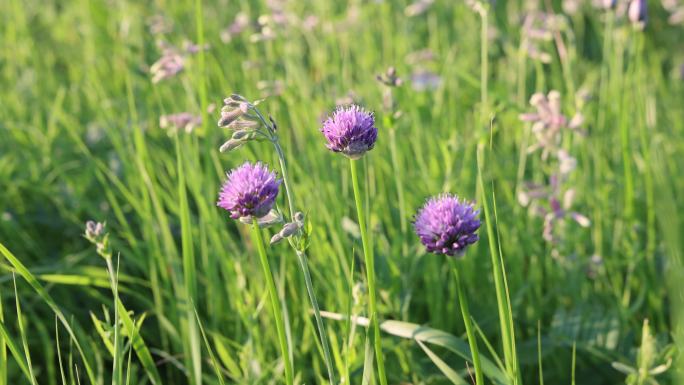 大兴安岭野生植物野韭菜花