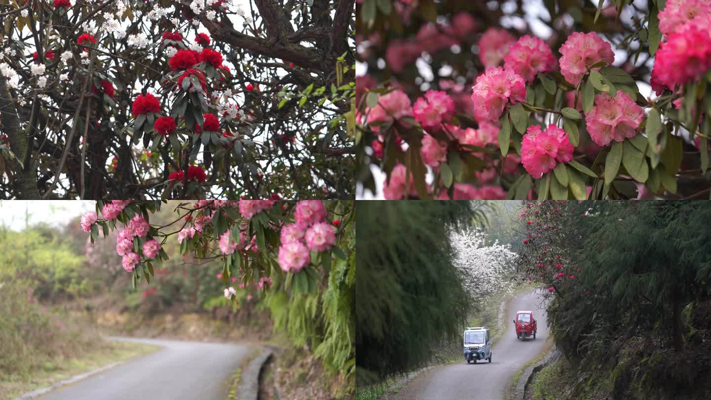 4K映山红杜鹃花视频素材