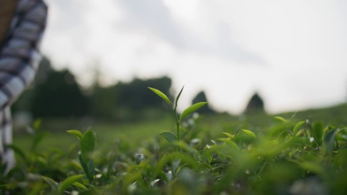 采摘新鲜茶叶采茶季节茶叶生产新鲜茶叶