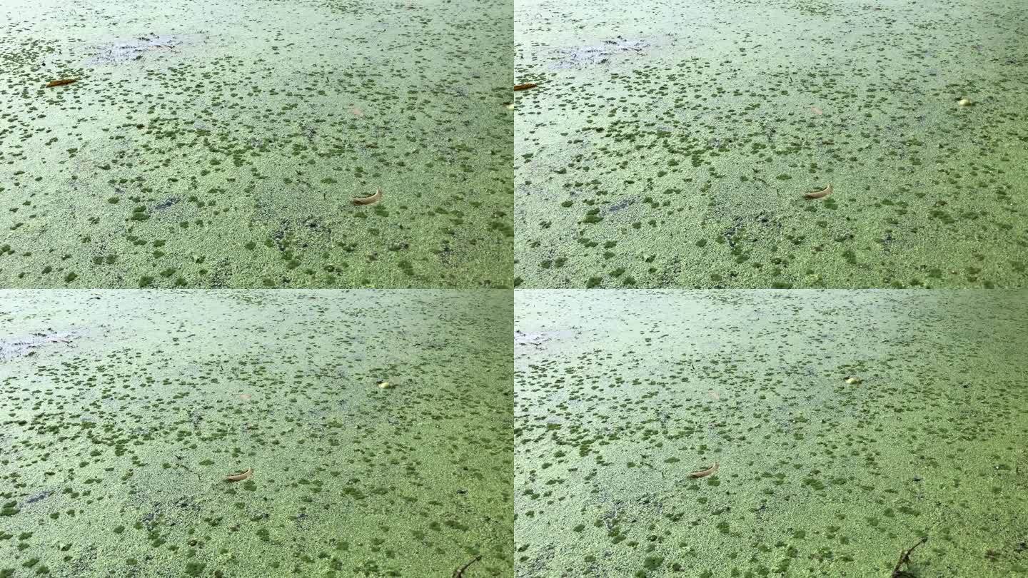 皱叶水莴苣的萌发阶段导致了入侵水生植物的形成，污染了淡水湖。