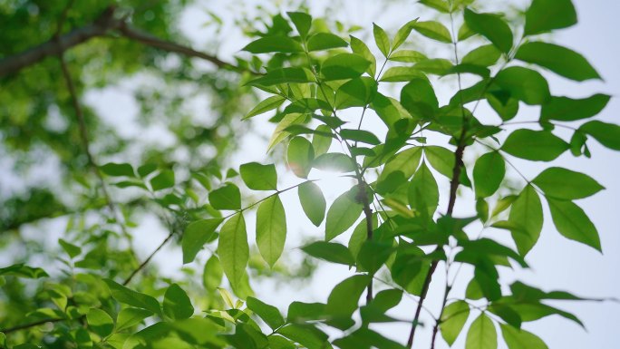 手指缝透过阳光阳光穿过树叶书本翻页 夏天