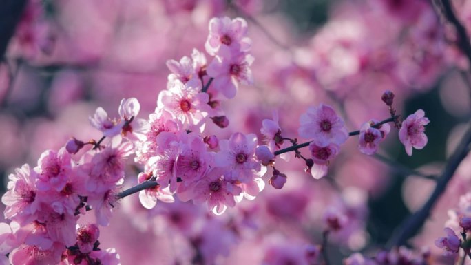 美丽的梅花在春天清新、浪漫、自然美、