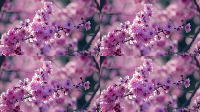 美丽的梅花在春天清新、浪漫、自然美、