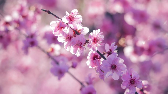 美丽的梅花在春天芬芳花朵美丽