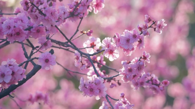 美丽的梅花在春天花朵观赏美丽