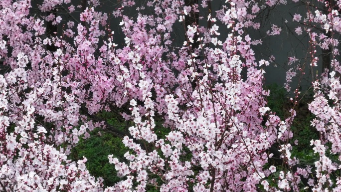 航拍长焦特写春天盛开的梅花