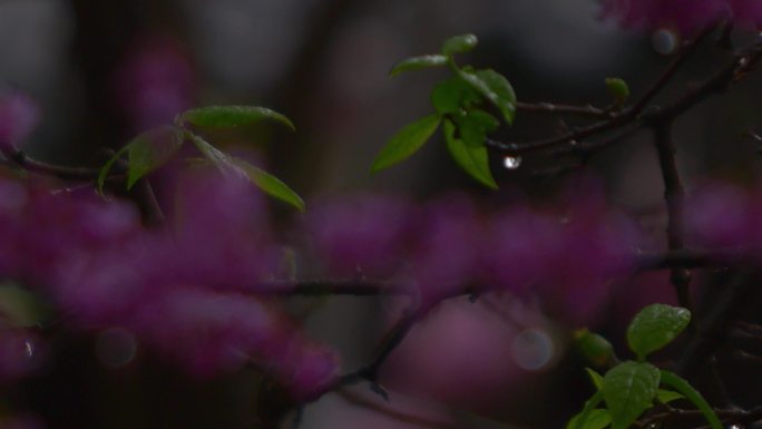 园林春天雨景