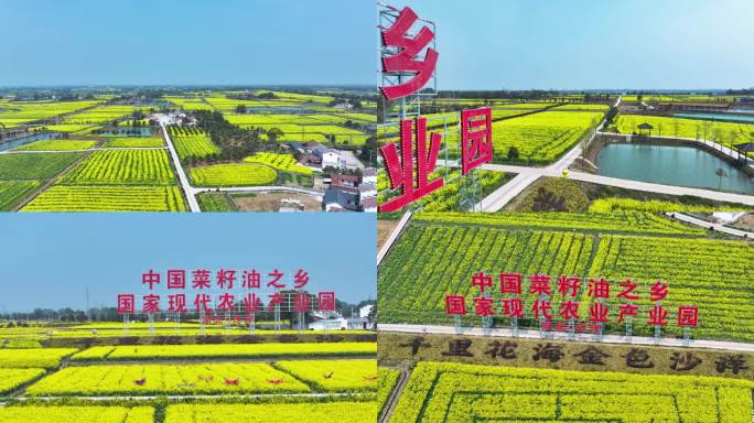 4K航拍中国沙洋菜籽油农业产业园