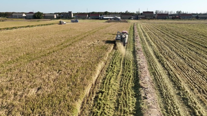 农用机收稻子