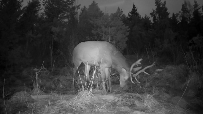 夜间，在爱沙尼亚的萨雷马，跟踪摄像机捕捉到了雄性马鹿。