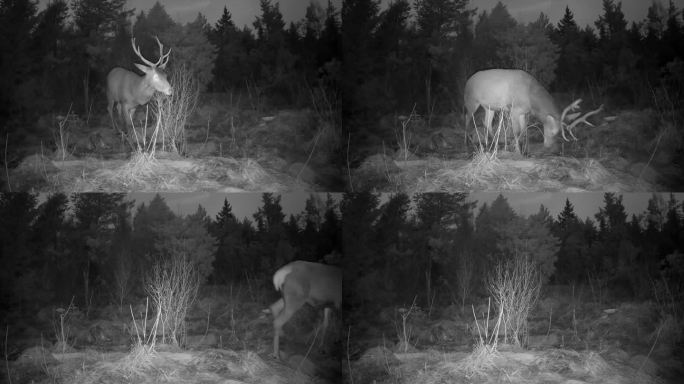 夜间，在爱沙尼亚的萨雷马，跟踪摄像机捕捉到了雄性马鹿。