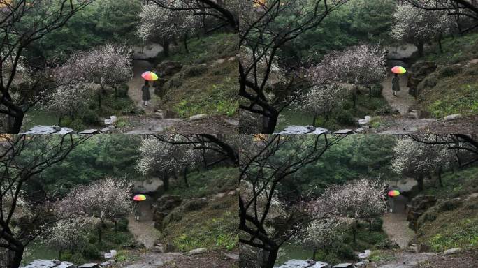 撑着彩色雨伞在逛园林的女人