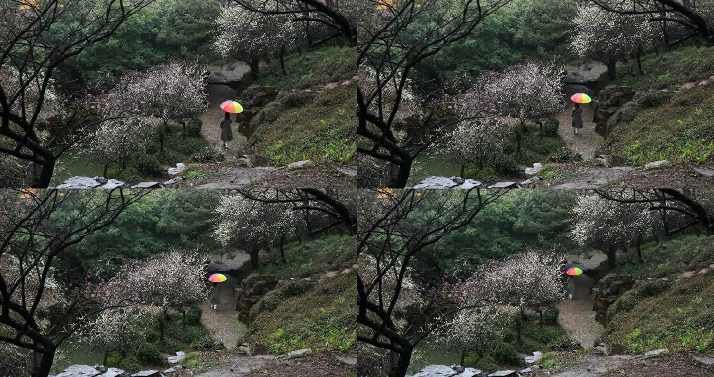 撑着彩色雨伞在逛园林的女人