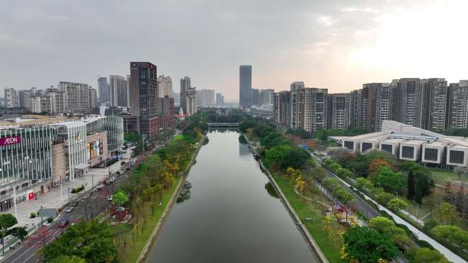 广东顺德大良新城区黄花风铃木花季航拍风景