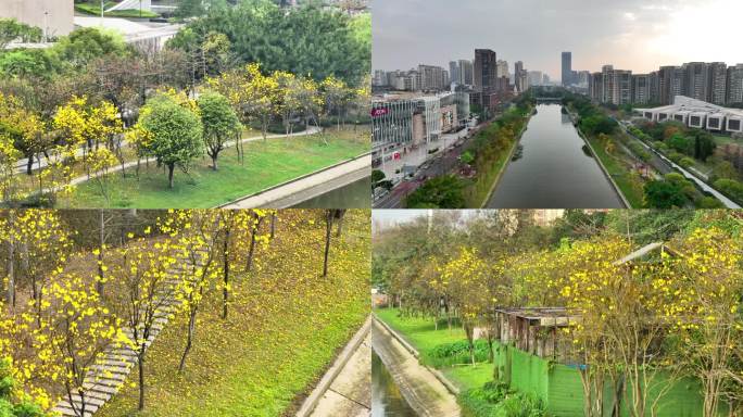 广东顺德大良新城区黄花风铃木花季航拍风景