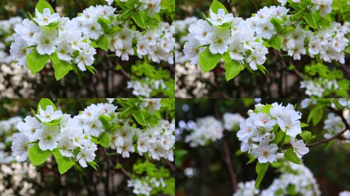 花卉素材梨花盛开