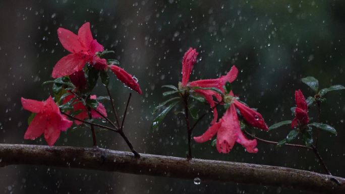 映山红雨露唯美空镜头