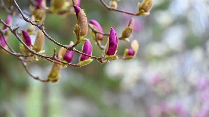 春天紫色玉兰花花苞含苞待放特写