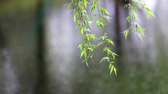 （慢镜）下雨天春风吹动湖边刚发芽的柳条