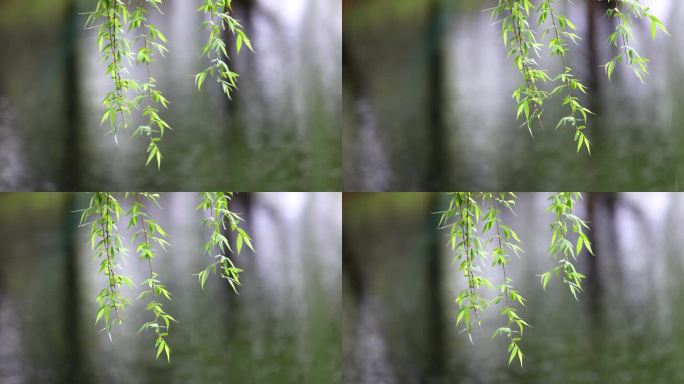 （慢镜）下雨天春风吹动湖边刚发芽的柳条