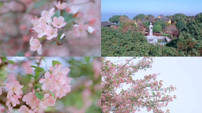 苏州金庭西山岛禹王庙海棠花