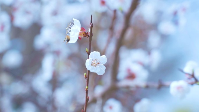 蜜蜂 花朵 春天素材